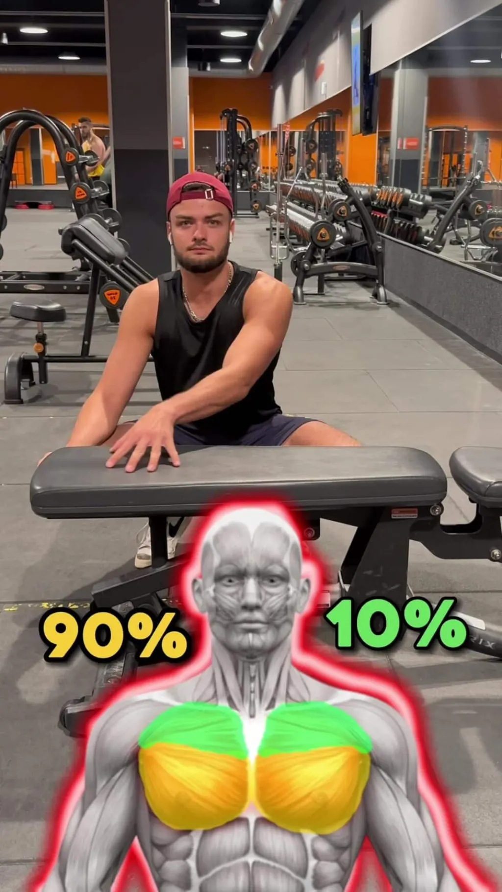 @douglass_fitness PECTORAUX -(schéma simplifié des fibres musculaires